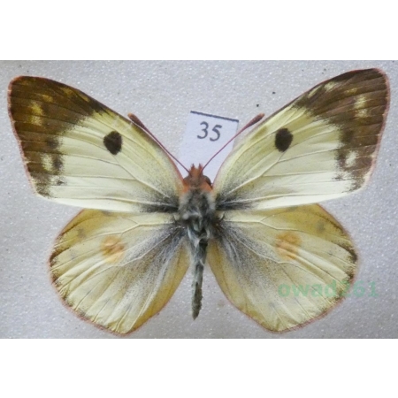 Colias hyale (Linnaeus, 1758) male Szlaczkoń siarecznik Czech35